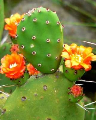 Cactus Opuntia antillana con flores anaranjadas, ejemplar del dataset